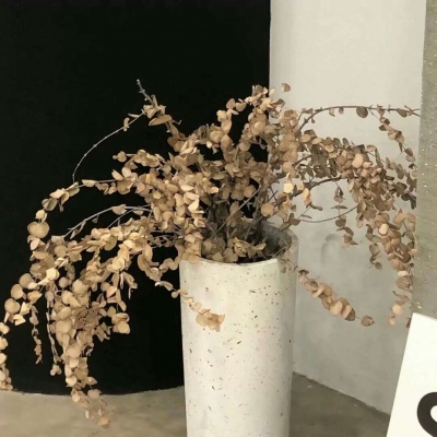 兽设可爱风格设计兽圈群